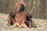 BRIARD 181